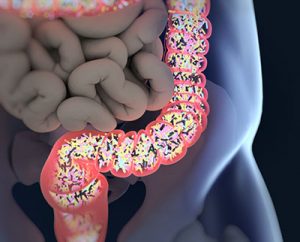 Gut Microbiome and the Link to Healthy Aging