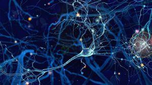 The Effects of Aging on the Endocrine System 1