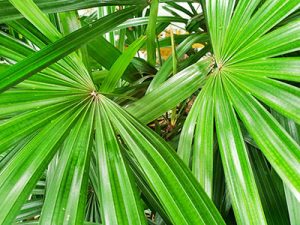 Understanding Saw Palmetto's Impact on Prostate Health 1