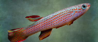 A Fish that Ages Within Months Shows How Kidneys Age
