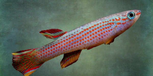 A Fish that Ages Within Months Shows How Kidneys Age